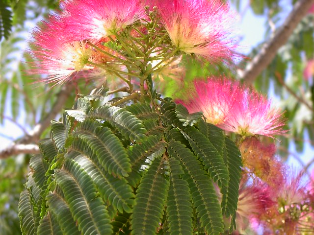 acacia